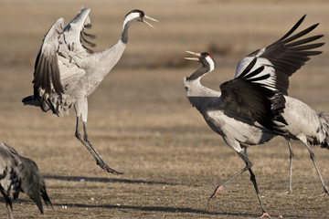 Common crane