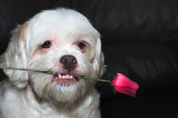 Lhasa apso romantic dog holding a rose in his mouth. Very beautiful, very loving dog. Blank space...