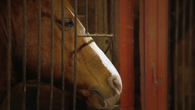 Detail footage of horse's head at stables.