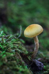 Small mushroom in the moss, photographed in a forest of chestnut trees.