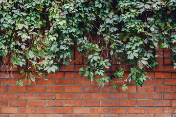 green ivy on a red brick wall background texture pattern