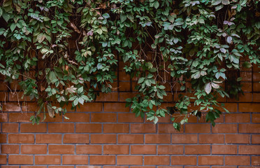 Fototapeta na wymiar green ivy on a red brick wall background texture pattern