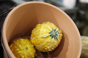 Closeup of freshly harvested pumpkins