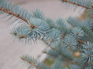 blue spruce