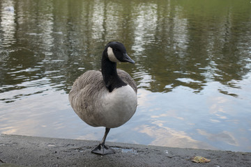 Duck by the lake
