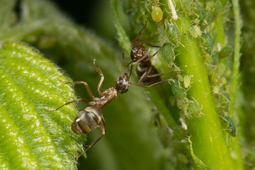 The symbiosis of ants and aphids. Ant tending his flock