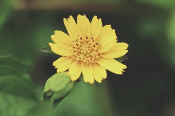 Flower yellow color to the park 
