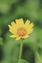 Flower yellow color to the park 
