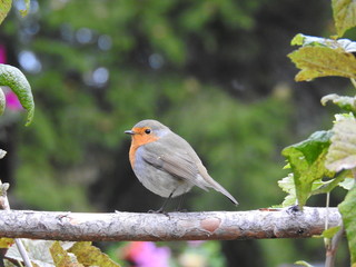 cute robin bird sitting on a branch