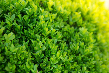 Green texture closeup. Texture of green leaf as background. This texture may be used for your emotions and ideas. Post card.