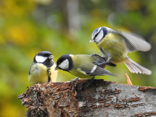 Parus major attacked by a blue tit 