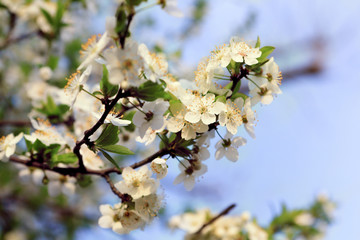 Blooming tree with white flowers. Soft focus. Spring flowers background.