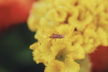 Insect And flower to the park 
