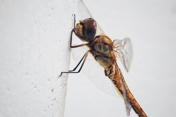 Dragonfly in the house
