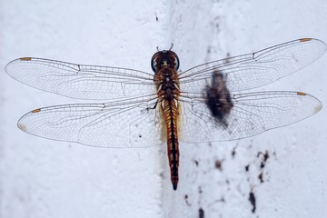 Dragonfly in the house
