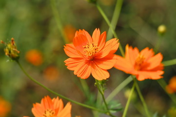 コスモス