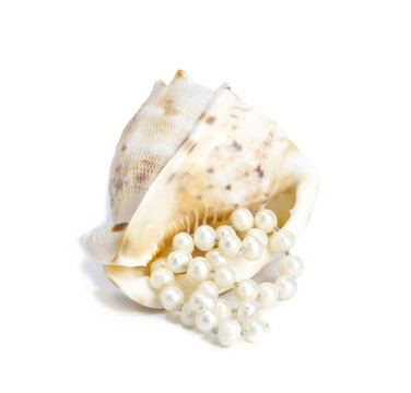 Beautiful shell with pearl beads