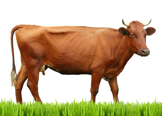 Cow on white background. Farm animal concept.