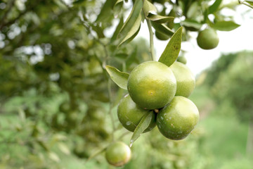 orange fruit on tree
