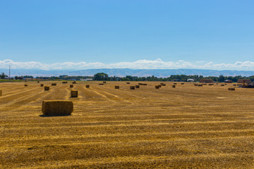 Bales of hay in the field