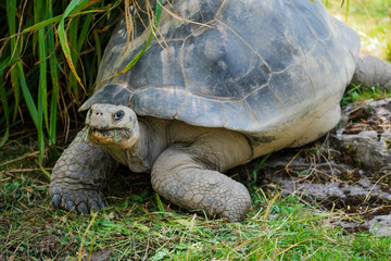 A tortoise looking curious