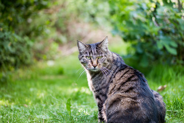 Tabby cat sitting on lush green grass in a garden, surrounded by vibrant foliage and natural light