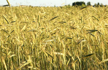 Wheat field