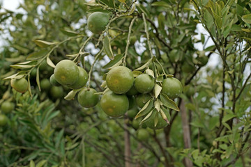 orange fruit on tree