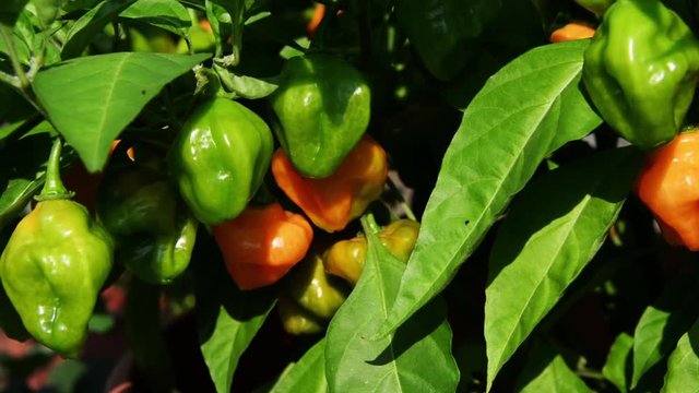 Organic green peppers in garden, Cu pan.