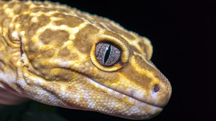 Gekko's Eye