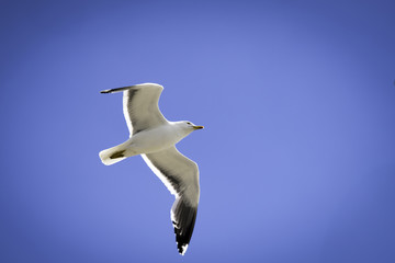 Seagull