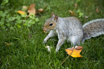squirrel 
