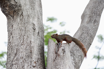 A squirrel looking on the tree