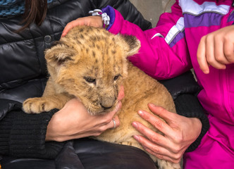 lion cub, children keep on hand .