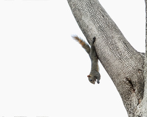 Obraz premium squirrel eating a nut while hanging upside down on a tree.