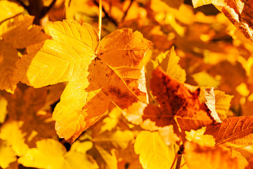 autumn leaves in a range of colors