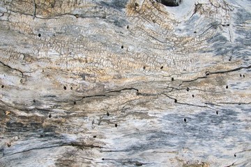 the surface of a dried-up tree-eaten by termites