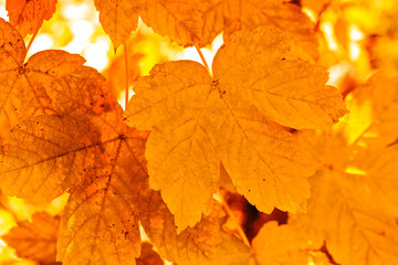 autumn leaves in a range of colors