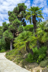 Obraz premium Cactus garden in the Lloret de mar, Costa Brava, Catalonia, Spain