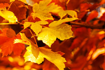 autumn leaves in a range of colors
