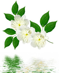 Obraz premium White jasmine flower.