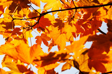 Naklejka na ściany i meble red leaves in autumn