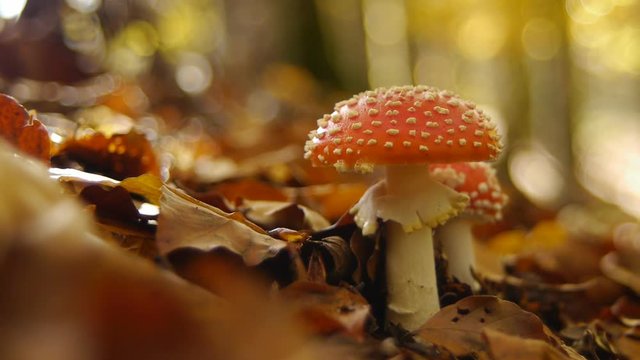 Fly agaric mushroom amanita muscaria growing in autumnal forest