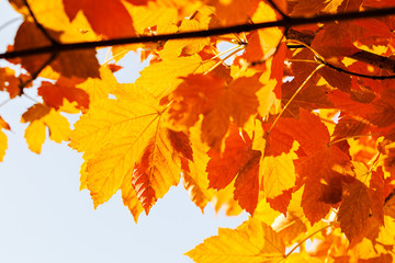 red leaves in autumn