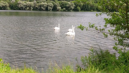 swans