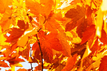 autumn leaves in a range of colors