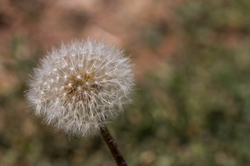 Dandelion close-up