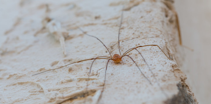 small spider on the wall