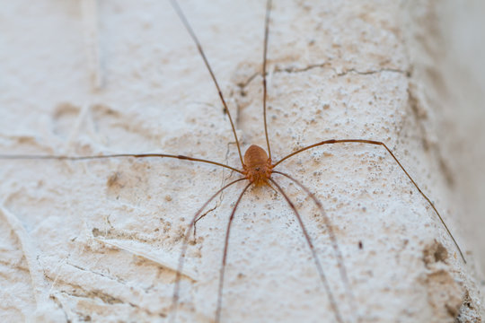 small spider on the wall