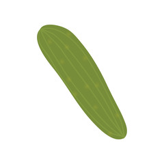 green cucumber vegetable healthy food over white background. vector illustration